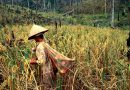Dự án: Quản lý an toàn nguồn tài nguyên di truyền lúa cạn ở Việt Nam