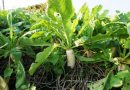 Kết quả nghiên cứu phục tráng giống Củ cải hạt ươm  Quảng Yên, Quảng Ninh