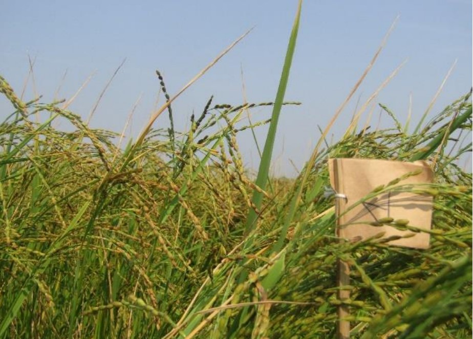 Ảnh hưởng của thời vụ gieo cấy, mật độ trồng và mức phân đạm đến canh tác giống lúa thảo dược Huyết rồng tại tỉnh Nghệ An