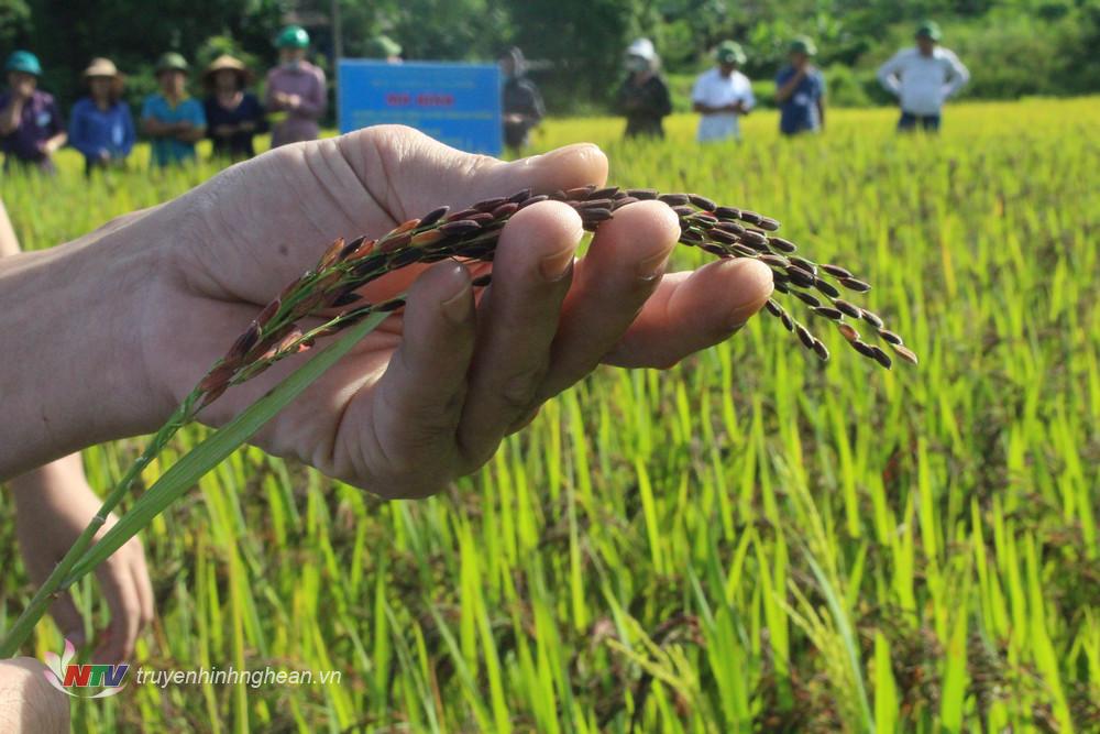 Nghiên cứu một số đặc điểm chất lượng và sinh thái của giống lúa khẩu cẩm xẳng tại huyện Con Cuông, tỉnh Nghệ An