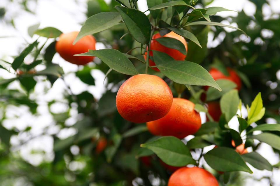 Nghiên cứu ảnh hưởng một số loại phân bón lá đến năng suất, chất lượng quả cam canh trên địa bàn Hà Nội