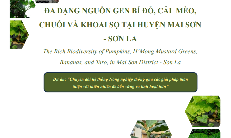 Đa dạng nguồn gen bí ngô, cải xanh H’Mông, chuối và khoai môn tại huyện Mai Sơn – Sơn La