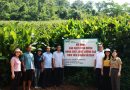 Kiểm tra, đánh giá triển khai thực hiện Dự án khuyến nông Trung ương “Xây dựng mô hình sản xuất dong riềng phục vụ phát triển vùng nguyên liệu sản xuất sản phẩm OCOP tại một số tỉnh miền núi phía Bắc” năm 2025