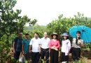 Kiểm tra đánh giá nguồn gen mít dai tại xã Đoài Phương, phường Tùng Thiện thành phố Hà Nội và xã Quảng Yên tỉnh Phú Thọ