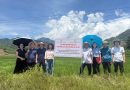 Kiểm tra, đánh giá mô hình sản xuất giống lúa khẩu tan đón tại Lào Cai vụ mùa năm 2025
