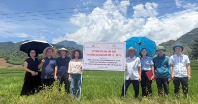 Kiểm tra, đánh giá mô hình sản xuất giống lúa khẩu tan đón tại Lào Cai vụ mùa năm 2025