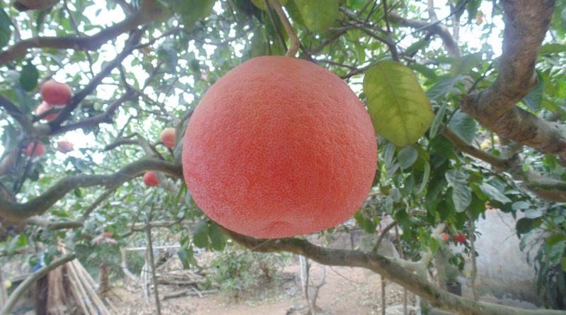 Hội đồng đánh giá, nghiệm thu cấp cơ sở nhiệm vụ quỹ gen: “Nghiên cứu khai thác và phát triển nguồn gen bưởi đỏ Ngọt, đỏ Bánh Men và đỏ Lũm (Citrus grandis L.) theo hướng sản xuất hàng hóa”
