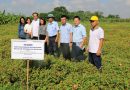 Kiểm tra tiến độ thực hiện đề tài khoa học “Nghiên cứu quy trình và phát triển sản xuất hữu cơ cây sâm Bố Chính phù hợp với điều kiện sinh thái tỉnh Thái Bình”