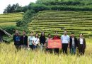 <strong>Hội nghị đánh giá mô hình trình diễn canh tác lúa thương phẩm </strong><strong>giống lúa Tẻ Mèo Bắc Dào San tại tỉnh Lai Châu</strong>